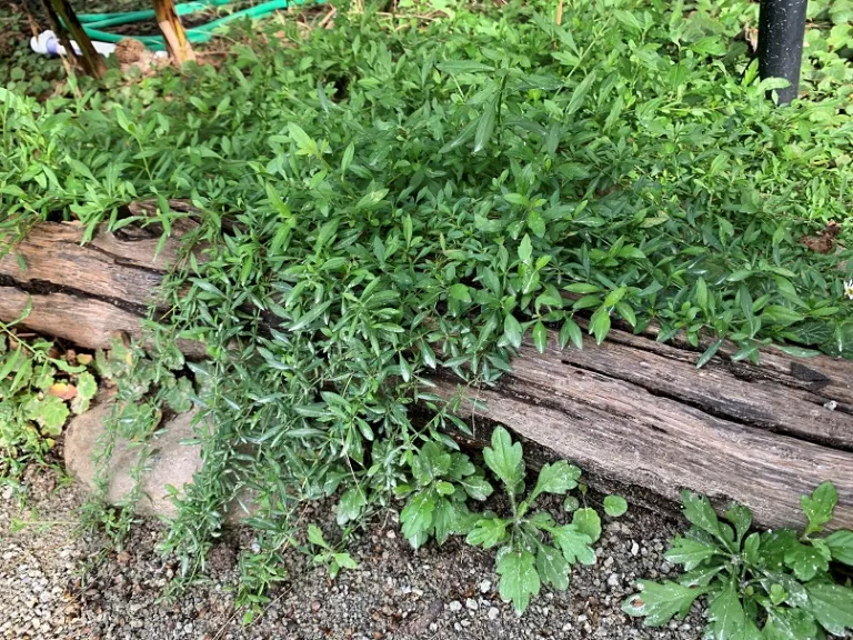 Erigeron karvinskianus 'Profusion' habit