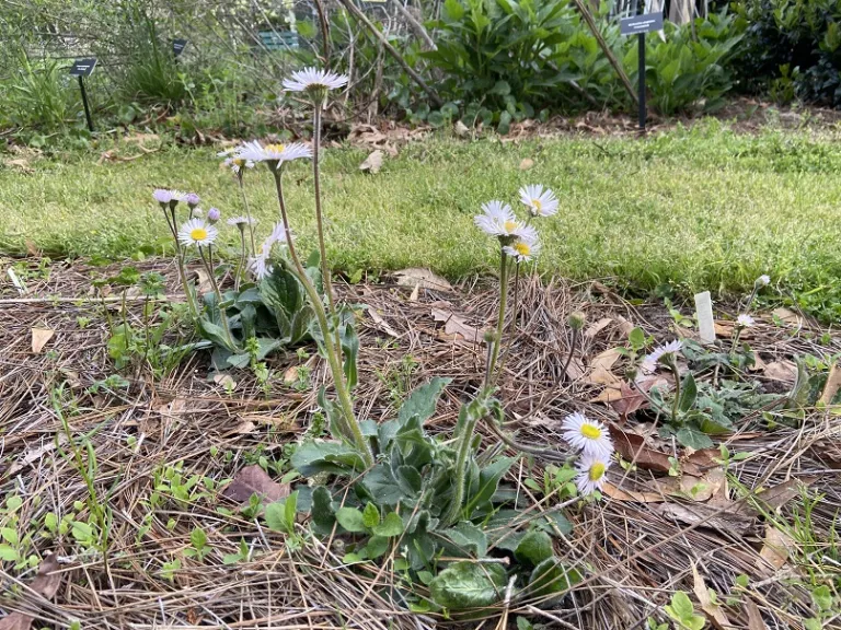 Erigeron pulchellus flowering habit