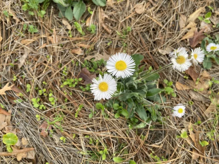 Erigeron pulchellus flowers