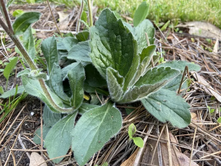 Erigeron pulchellus foliage