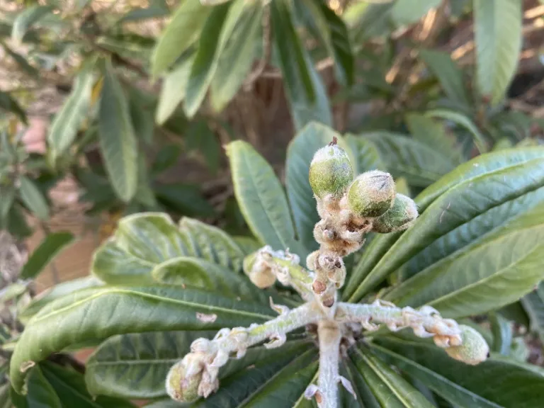 Eriobotrya japonica early fruit