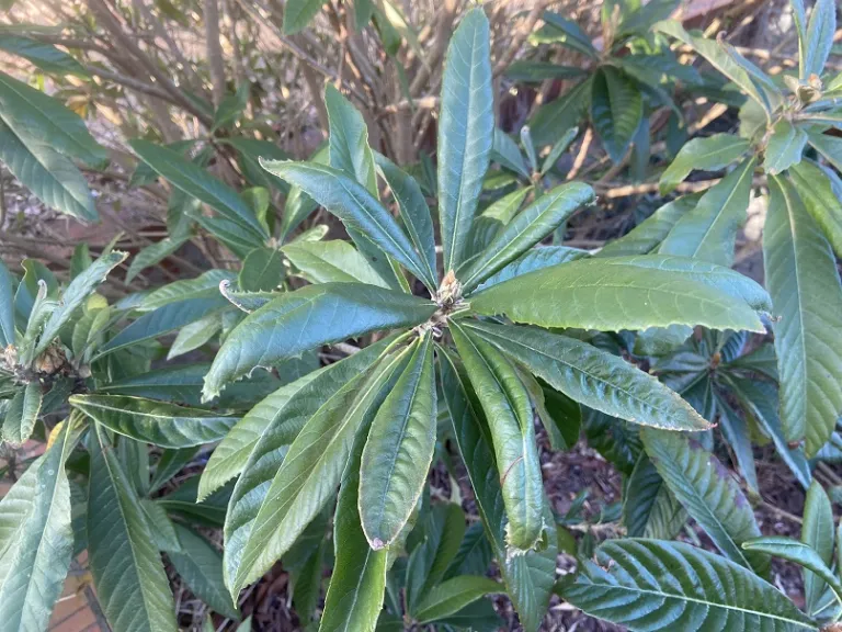 Eriobotrya japonica foliage