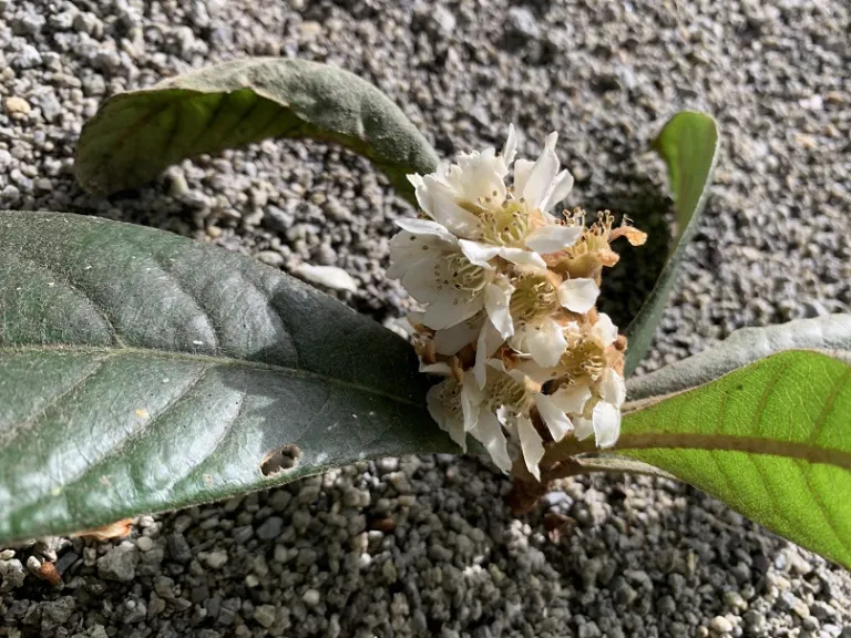 Eriobotrya japonica flowers