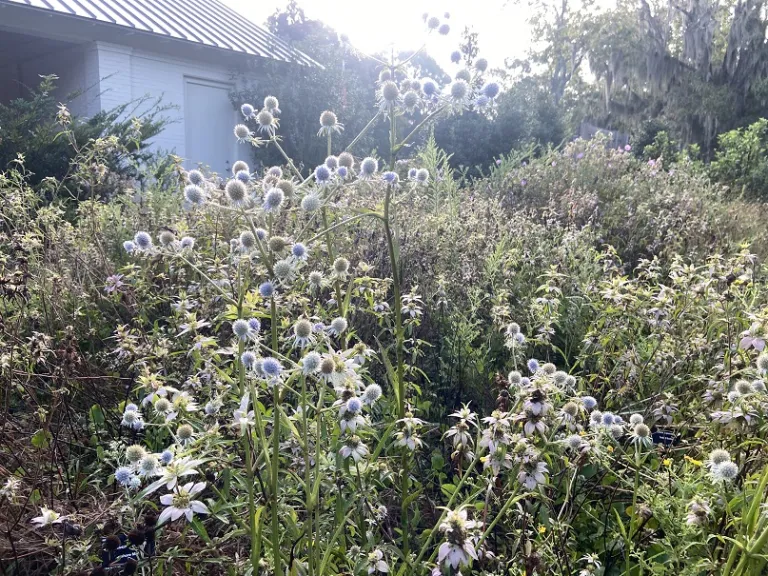 Eryngium integrifolium flowering habit