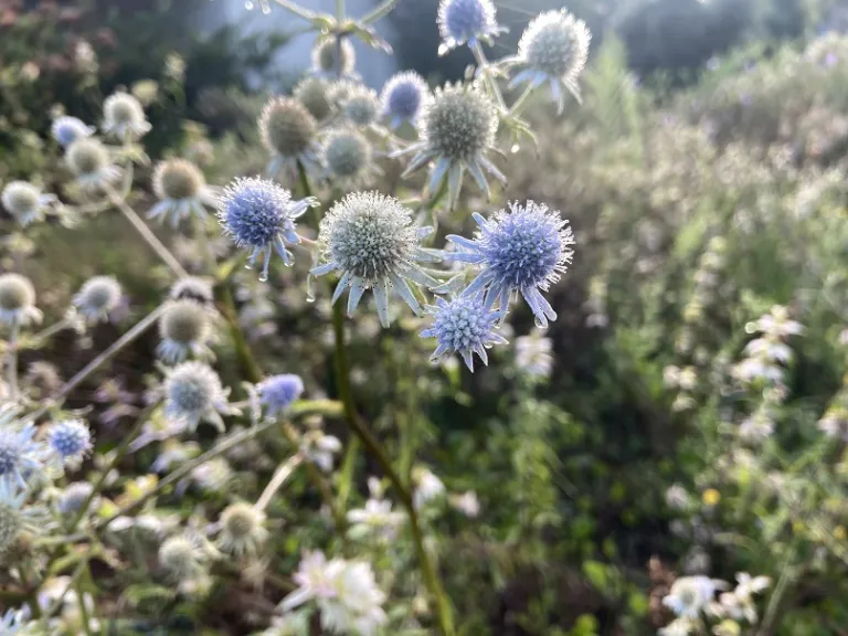 Eryngium integrifolium flowers