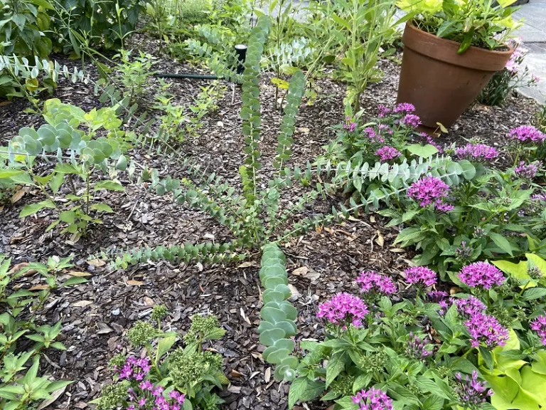 Eucalyptus pulverulenta 'Baby Blue Bouquet' habit