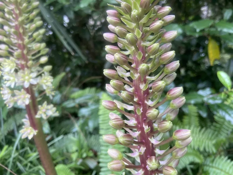 Eucomis comosa 'Sparkling Burgundy' flower buds