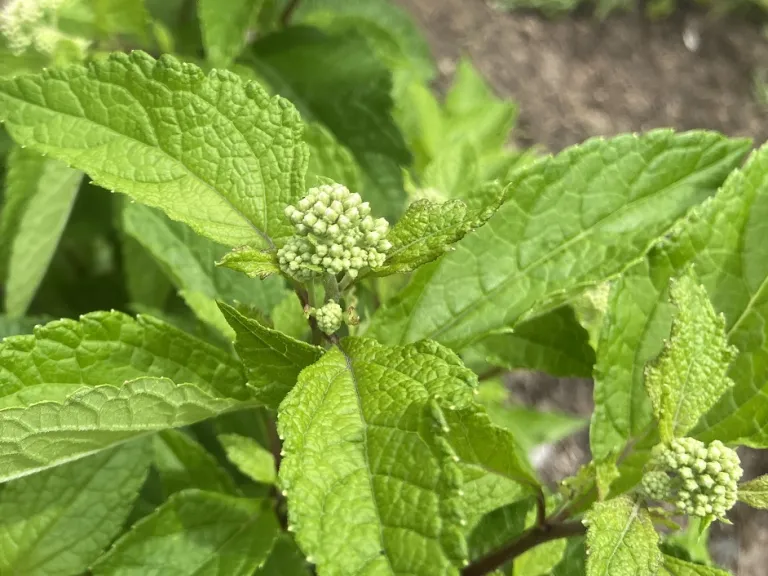 Eutrochium fistulosum flower buds