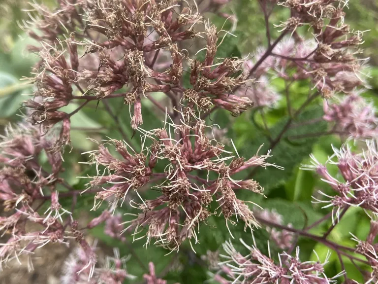 Eutrochium fistulosum flower