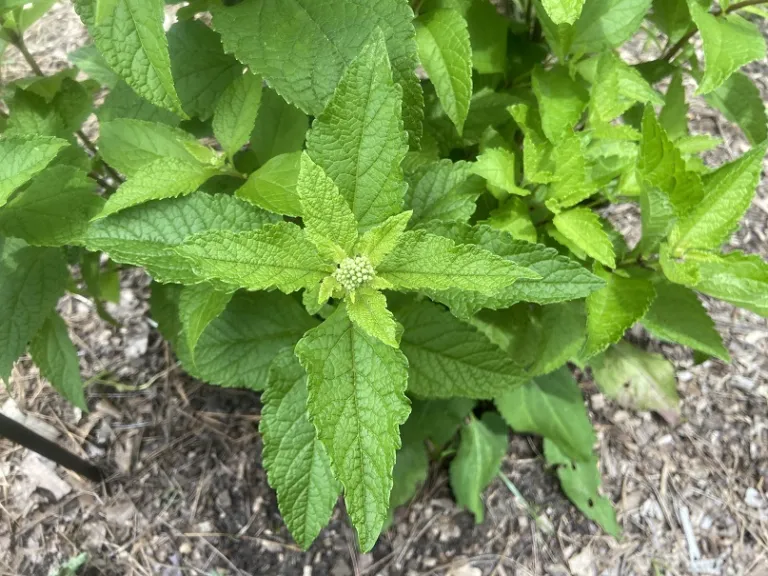 Eutrochium fistulosum foliage