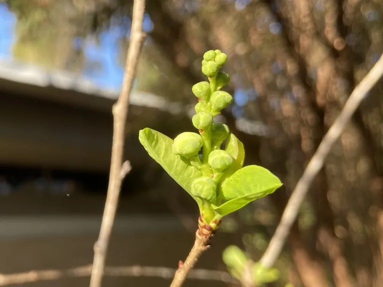 Exochorda racemosa flower buds