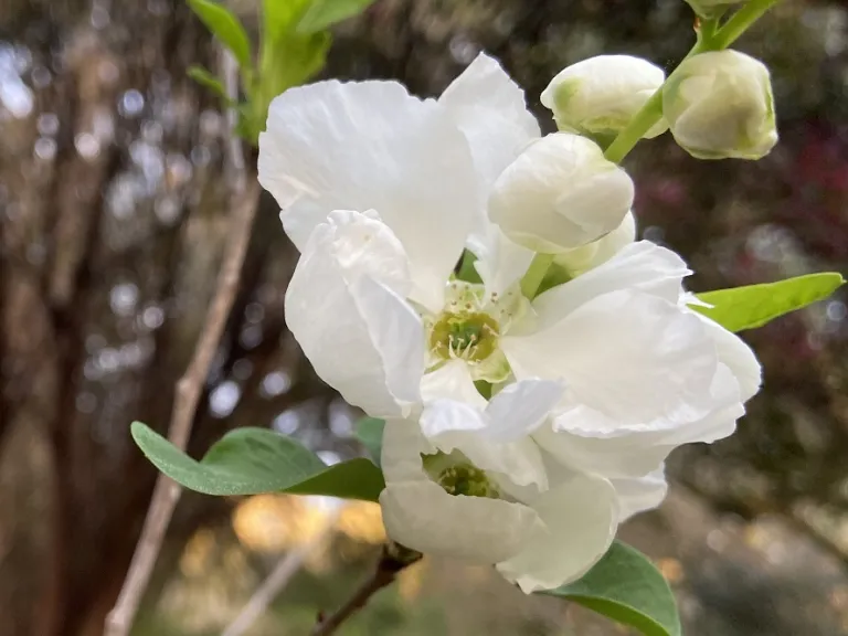 Exochorda racemosa flower