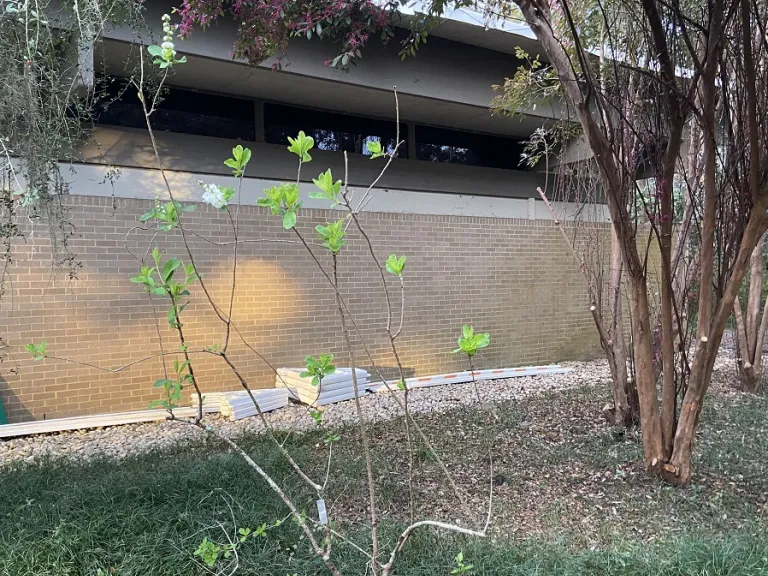 Exochorda racemosa flowering habit