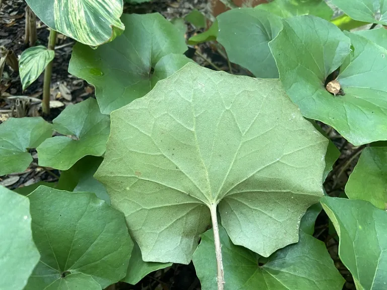 Farfugium japonicum 'Aureomaculatum' back of leaf