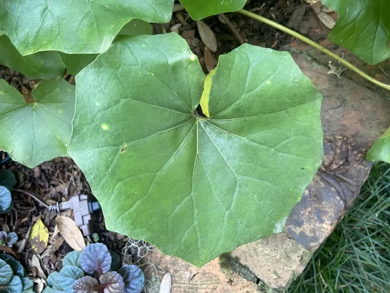 Farfugium japonicum 'Aureomaculatum' foliage