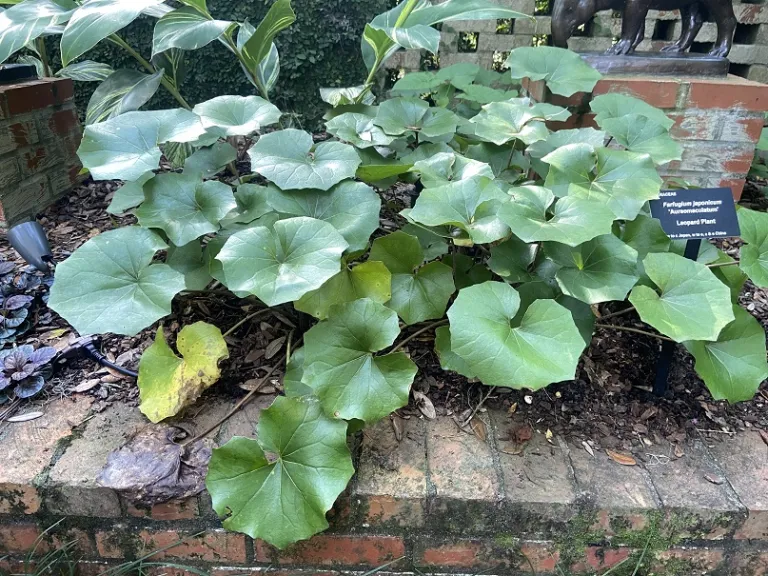 Farfugium japonicum 'Aureomaculatum' habit