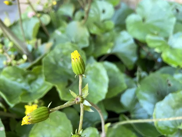 Farfugium japonicum flower bud