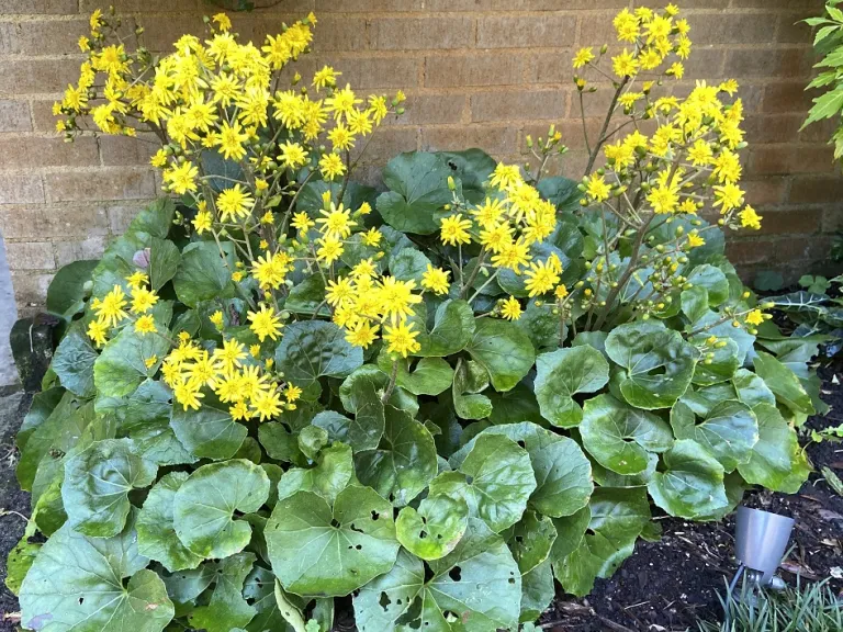 Farfugium japonicum flowering habit