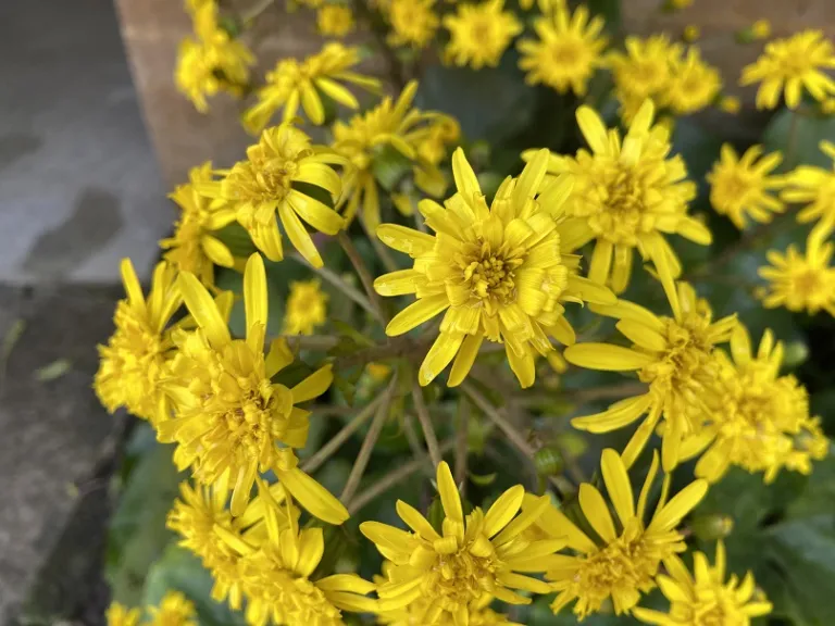 Farfugium japonicum flowers