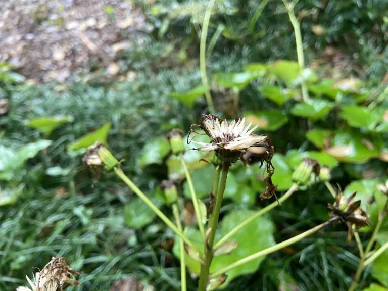 Farfugium japonicum seeds