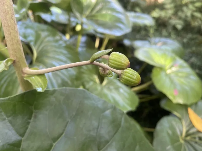 Farfugium japonicum var. giganteum flower bud