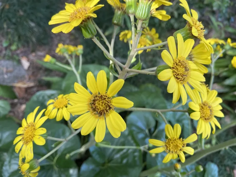 Farfugium japonicum var. giganteum flower