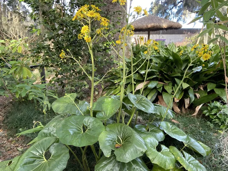 Farfugium japonicum var. giganteum flowering habit