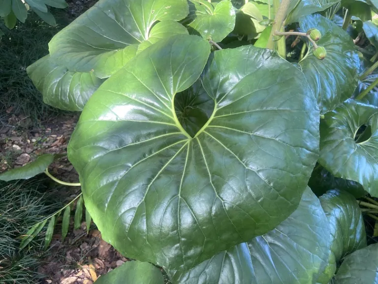 Farfugium japonicum var. giganteum foliage