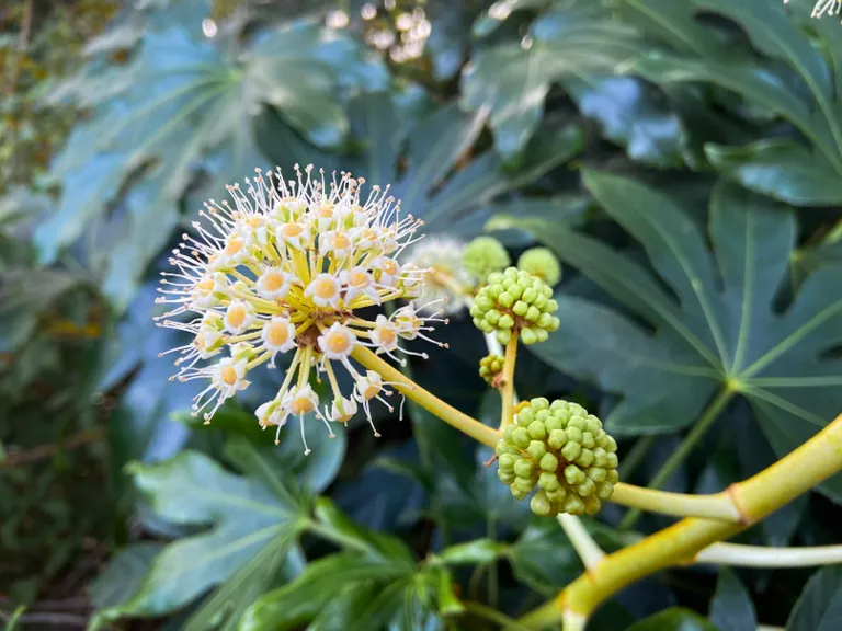 Japanese Aralia