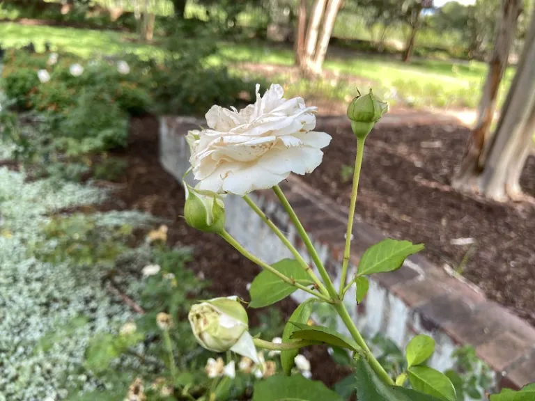 Rosa 'KORmaccap' (First Crush™ Parfuma®) flower buds