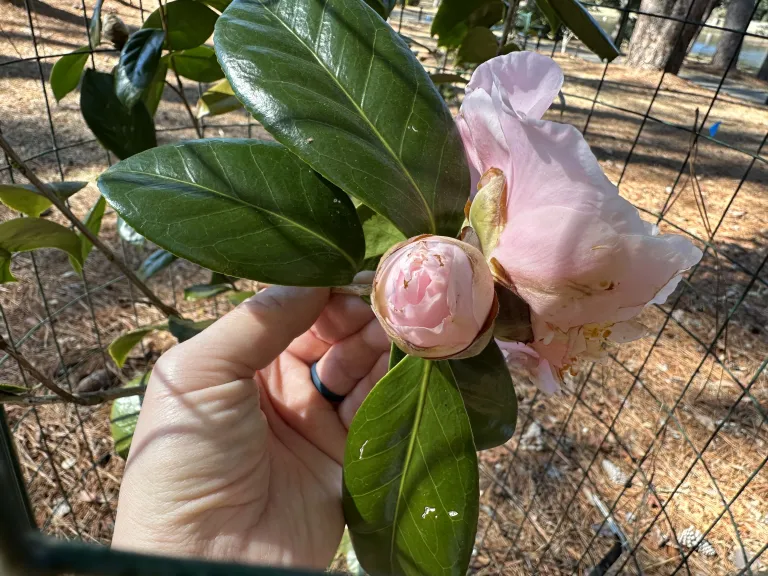 Flower Bud  