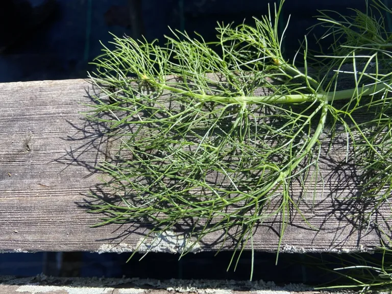 Foeniculum vulgare 'Victorio' foliage