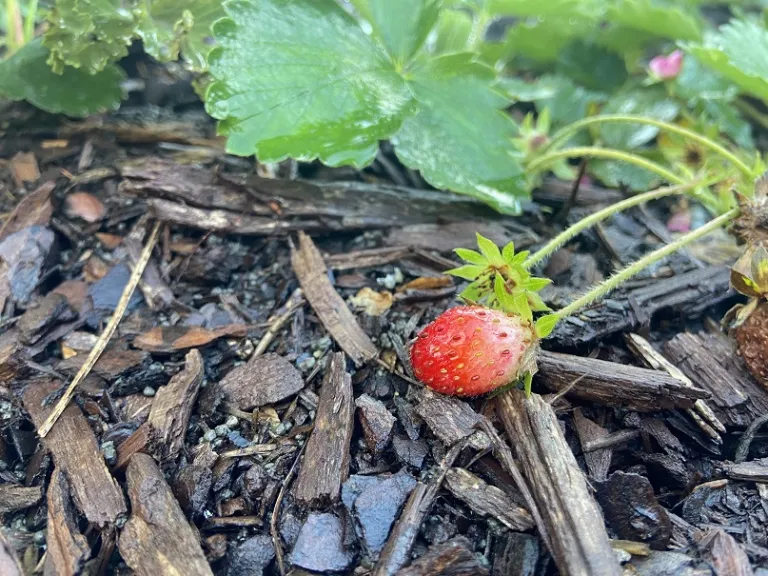 Fragaria × ananassa 'Tarpan' fruit