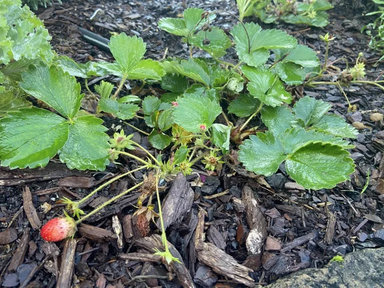 Fragaria × ananassa 'Tarpan' habit