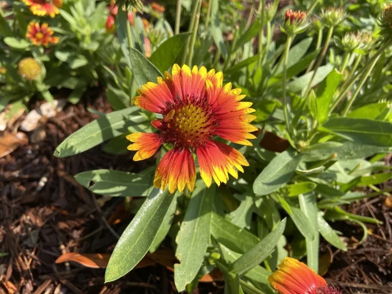 Gaillardia 'Arizona Sun' flower