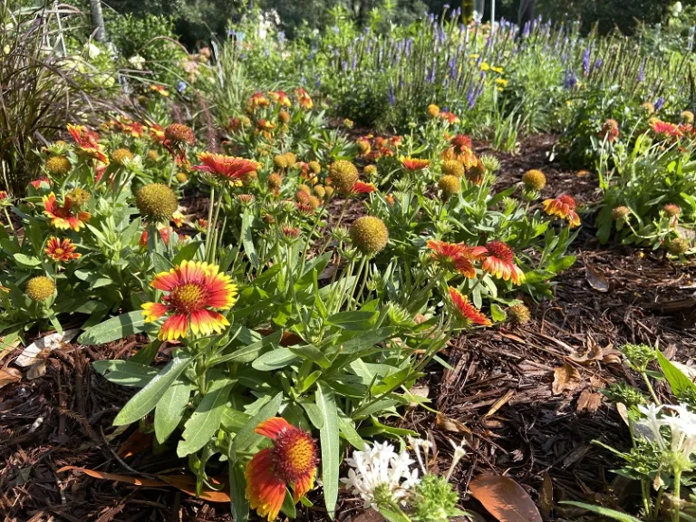 Gaillardia 'Arizona Sun' flowering habit