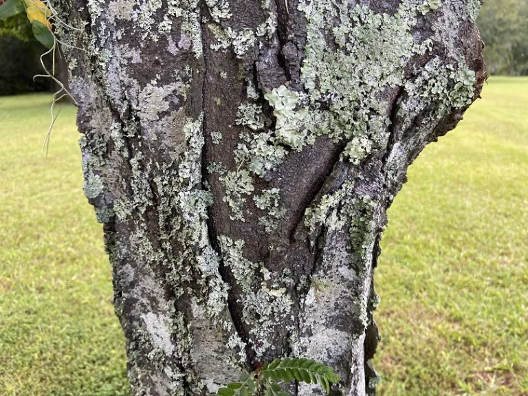 Gleditsia triacanthos bark