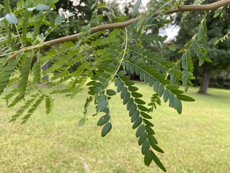 Gleditsia triacanthos foliage