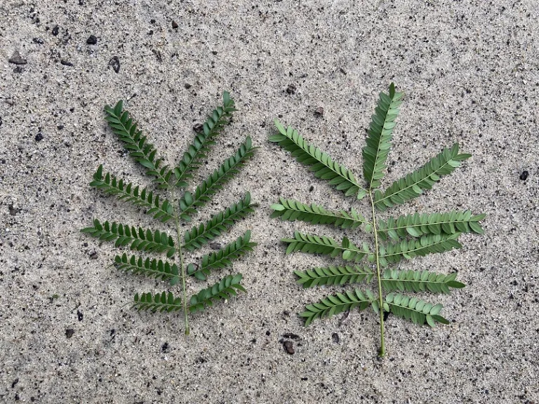 Gleditsia triacanthos leaf front and back