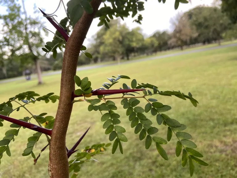 Gleditsia triacanthos thorns