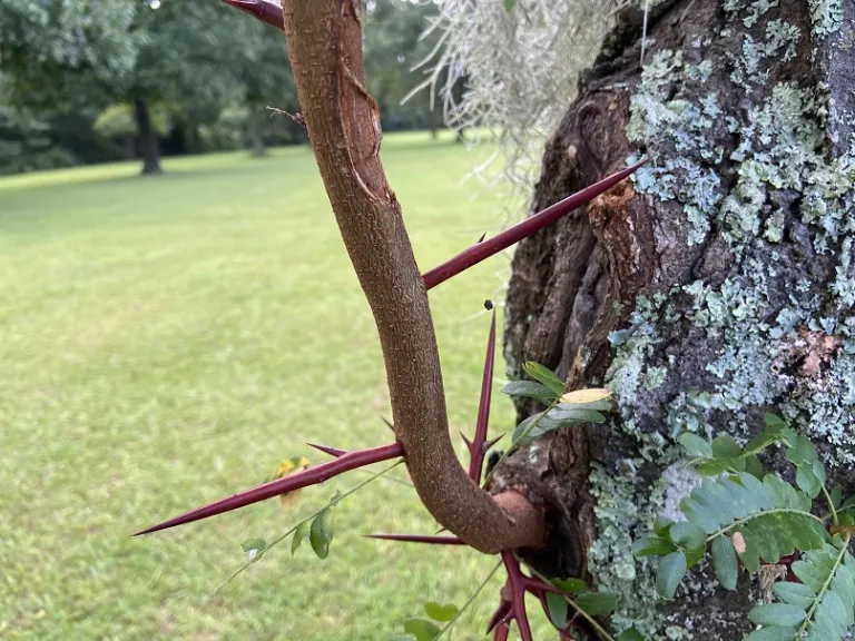 Gleditsia triacanthos thorns