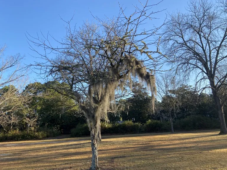 Gleditsia triacanthos winter habit