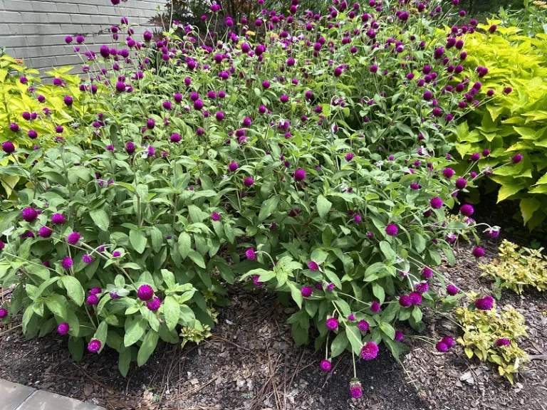 Gomphrena globosa 'Audray Purple Red' flowering habit