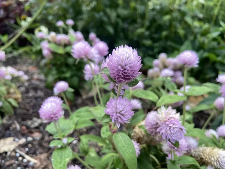 Gomphrena globosa 'Buddy Rose' flower