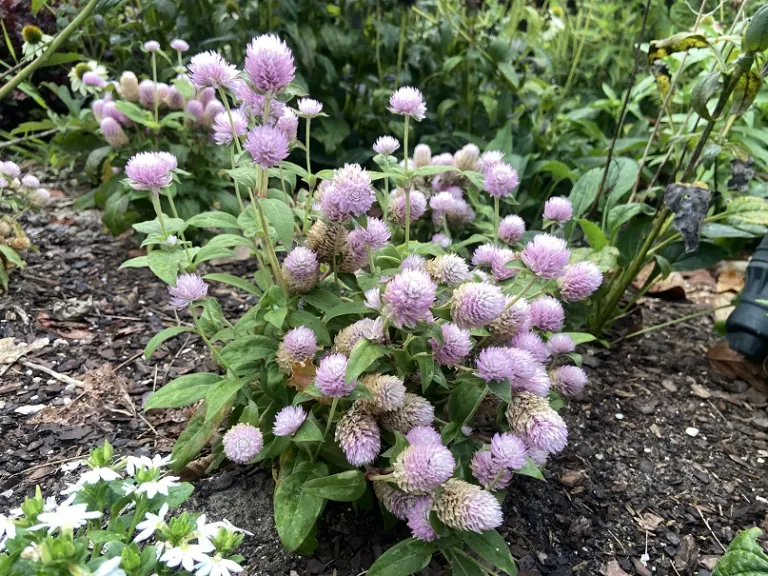 Gomphrena globosa 'Buddy Rose' flowering habit