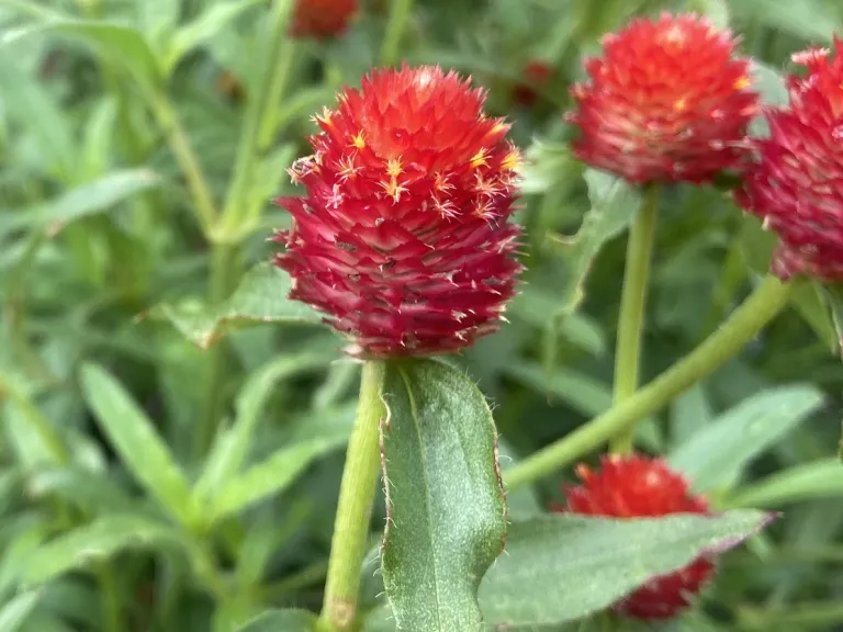 Gomphrena globosa 'Strawberry Fields' flowers