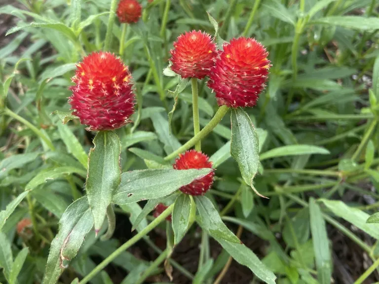 Gomphrena globosa 'Strawberry Fields' flowers