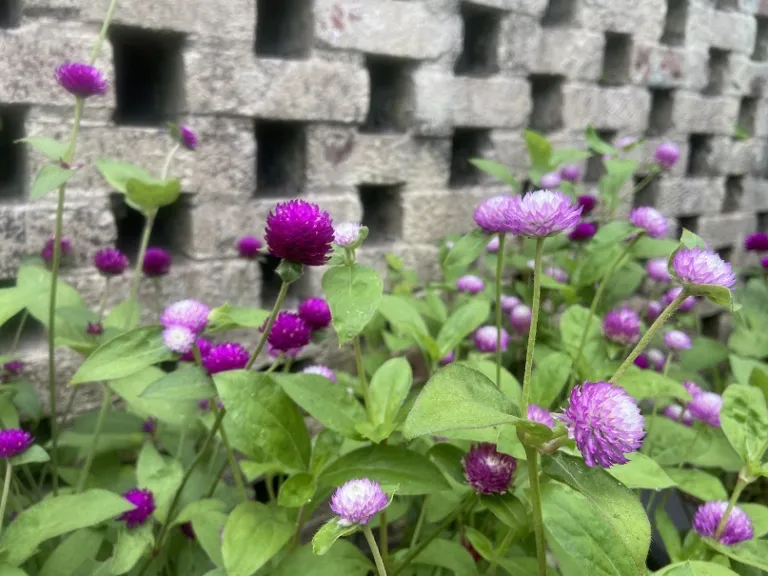 Gomphrena globosa (Audray™ Series Mixture) flowers