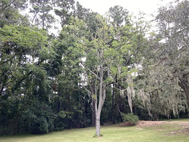 Gymnocladus dioica habit