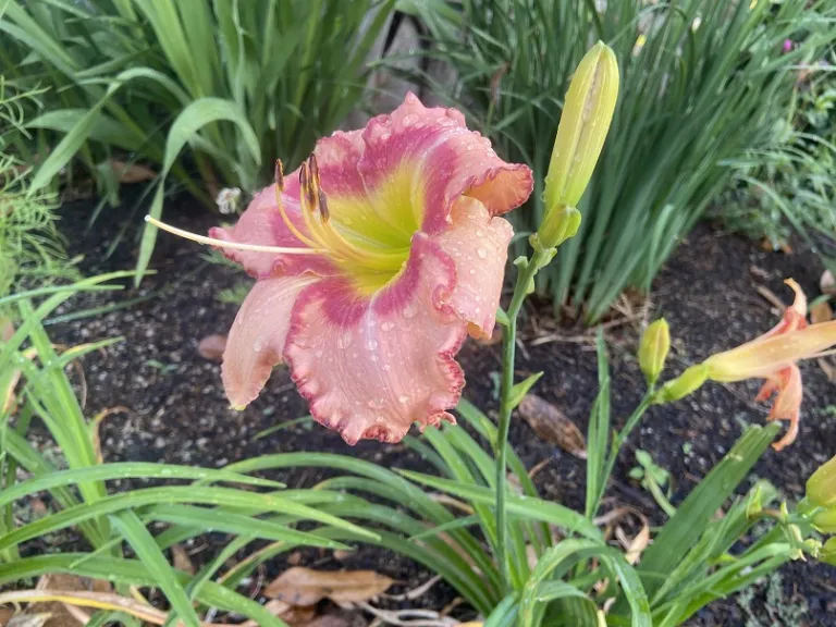 Hemerocallis 'Hasty Point Plantation' flower